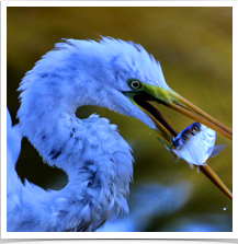 Great Egret - Eating Fish Great Egret - Eating Fish